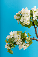 Fototapeta premium apple tree blossom on the blue background