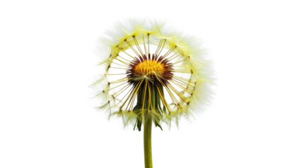 Isolated Dandelion Seed Head Close Up On White Background Shows Delicate Details