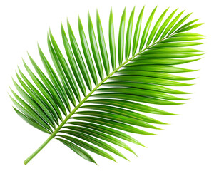 Obraz premium tropical green palm leaf​ isolated on white background
