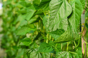 Beans flowers is garden.fresh still to pick beans hanging on a bean plant.Organic Garden Fresh...