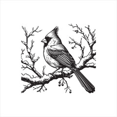 Line Art Vector of a Northern Cardinal Bird Perched on a Branch – Black and White Illustration