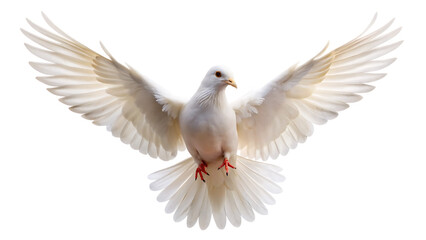 Fototapeta premium white dove flying isolated on white backgroun png