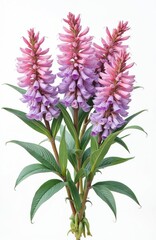 Naklejka premium Wild astragalus membranaceus flowers isolated on white background. Pink, purple blooms, green leaves, stems. Herbal medicine plant extract for healthcare, medical purposes. Botany study, botanical