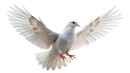 Obraz premium white dove flying isolated on white backgroun png