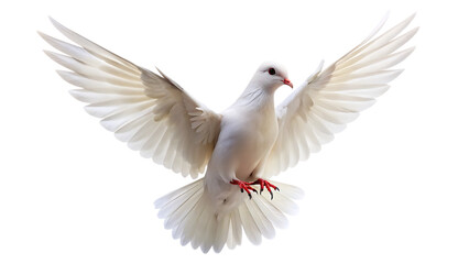  white dove flying  isolated on white backgroun png
