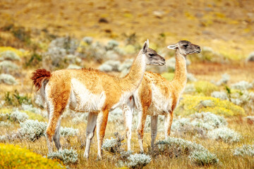 Guanacos in Torres del Paine Nationalpark, Patagonia, Chile