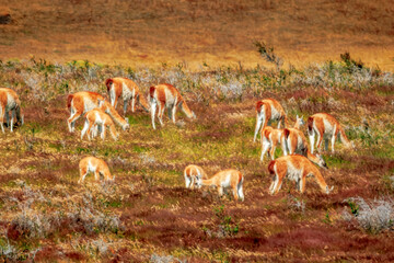 Guanacos in Torres del Paine Nationalpark, Patagonia, Chile