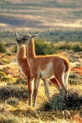 Guanacos in Torres del Paine Nationalpark, Patagonia, Chile