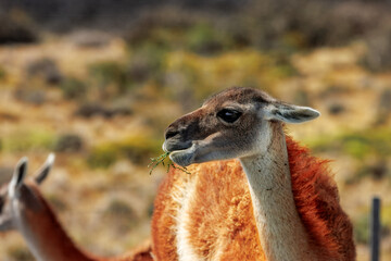 Guanacos in Torres del Paine Nationalpark, Patagonia, Chile