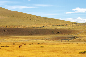 Guanacos in Torres del Paine Nationalpark, Patagonia, Chile