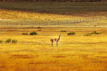 Naklejka premium Guanacos in Torres del Paine Nationalpark, Patagonia, Chile