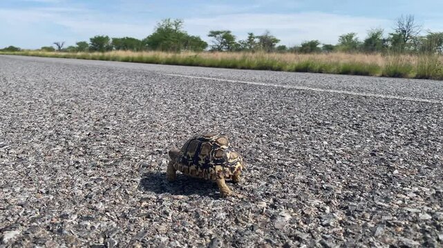 tortue