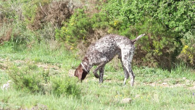 A hunter dog is sniffing the ground in a grassy field. The dog is brown and white with a black nose