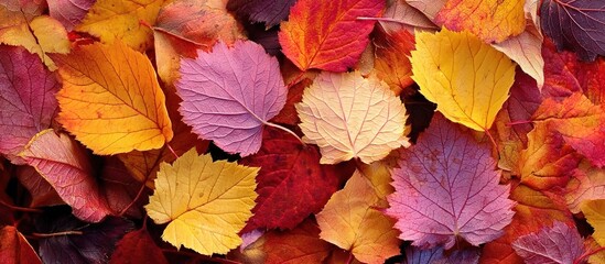 Autumn maple leaves in red, orange, and yellow hues scattered on a dark surface. Ideal for seasonal decor, environmental campaigns, or poetic visuals.