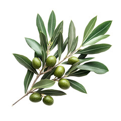 Olive branch with green olives and leaves on black background