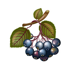 Rowan branch with berries