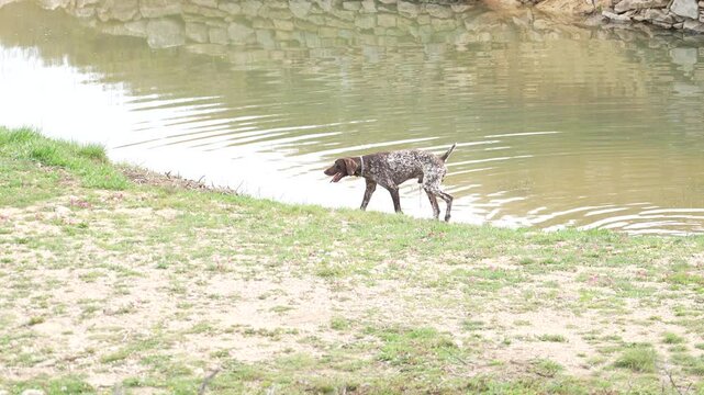 A dog is walking in a river near a wall. The dog is wet and he is enjoying the water