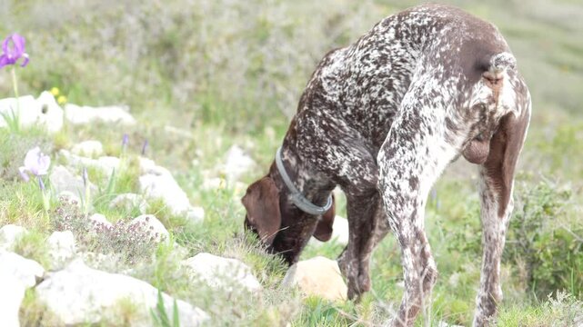 A dog is sniffing the ground in a field. The dog is brown and white with a blue collar