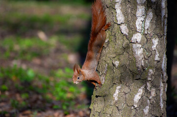 a red squirrel climbs down the birch 