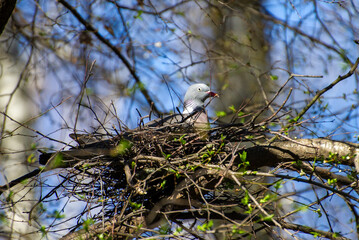 a dove is incubating eggs in a nest on a tree