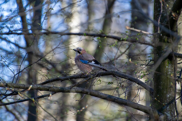 a jay sitting on a tree branch