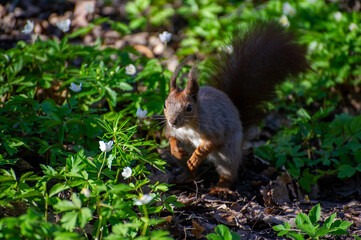 squirrel sitting among flowers of anemone in the park