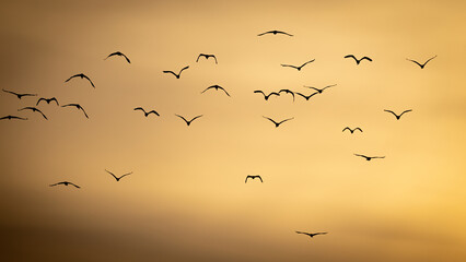 Tromso und die Polarregion