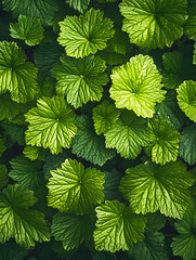 Top view of bright green textured leaves, natural background.