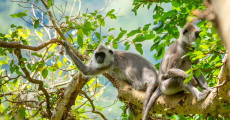 Gray hanuman langurs on a tree. Monkeys in the wild in the jungles of Sri Lanka. Troop of monkeys on trees. Wildlife scene with wild animals.