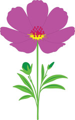 Purple colour flower with green leaves illustration clipart 