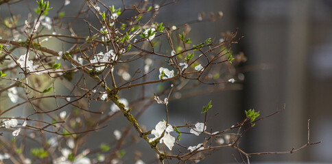 On a spring day , there is snow and ice on the green leaves . Anomaly in spring
