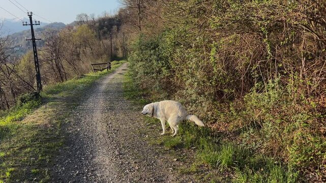 The Maremma Sheepdog is pooping near the forest path.