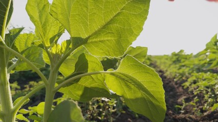 agriculture, farmer business growing sunflower, agronomist farmer businessman touches green leaf...