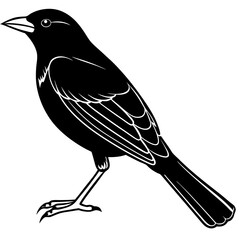 Minimal Red-Winged Blackbird Vector Illustration on White Background