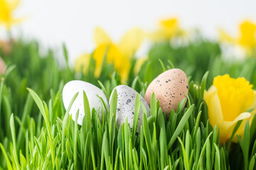 Easter Eggs Nestled in Fresh Green Grass with Yellow Flowers