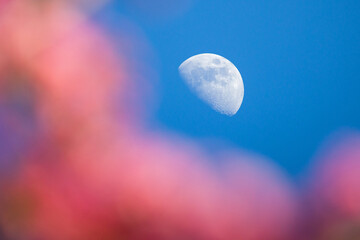 the bright half moon with blurred pink japanese cherry blossoms in the sunlight and blue sky