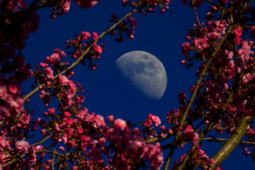 the bright half moon with pink blurred japanese cherry blossoms and dark blue sky