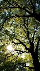Obraz premium Sunlight dappled leaves on majestic tree branches reaching skyward, creating a natural arch, spring, outdoors