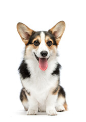 funny dog ​​corgi pet with open mouth and tongue