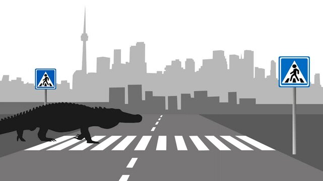 Animation with a crocodile walking on pedestrian crossing in the city (seamless loop)