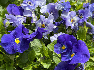 Viola, Johnny-jump-up, pansy, violet flowers.