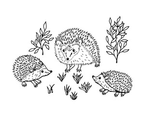 Three hedgehogs surrounded by grass and branches. Hand-drawn black and white vector illustration isolated on white background. Forest animal and wildlife nature concept. DesigAdobe Illustrator Artwork