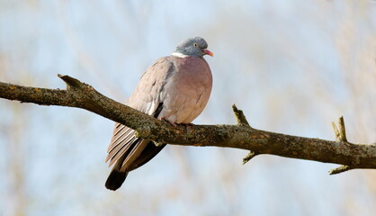 red backed shrike on branch