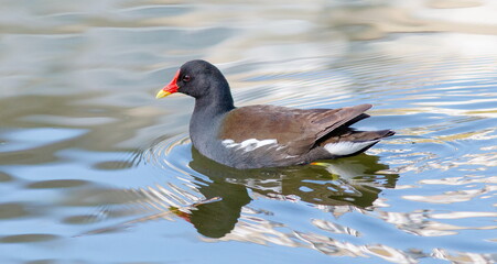duck on the water