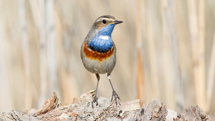 lilac breasted roller