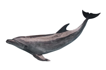 Dolphin swimming in the ocean, isolated on white background