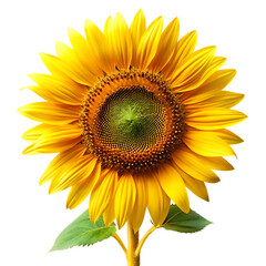 Obraz premium Sunflower flower isolated on white background PNG