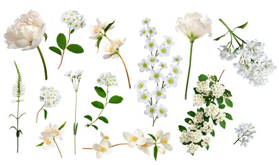 Set of beautiful white flowers isolated on white background. Perfect for creating flower arrangements, cards, wedding invitations, frames, wreaths, collages