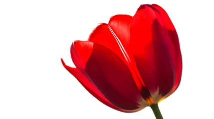 A close up of red tulip flower isolated on white background 