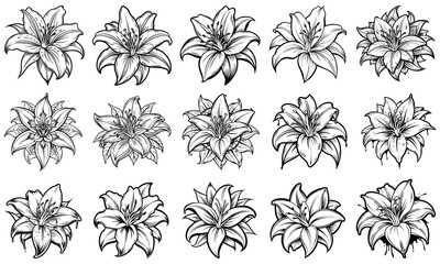 Fototapeta premium Lily Coloring Page for Adults with Intricate Line Art, Designed for Relaxation and Stress Relief, Perfect for Printable Art Therapy or Adult Coloring Book Use at Home.